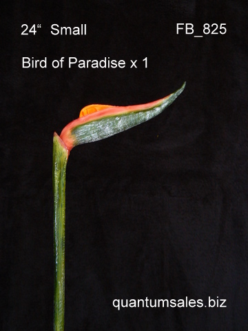 24" Small Bird of Paradise x 1  ( $ 1.70 )